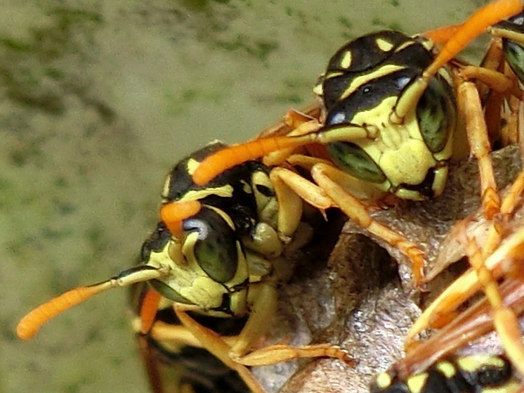 Datei:SG Feldwespen Gnadl1.jpg