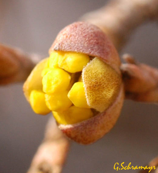 Datei:Cornus mas 040305 02a.jpg