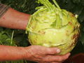 SG gr Kohlrabi.jpg