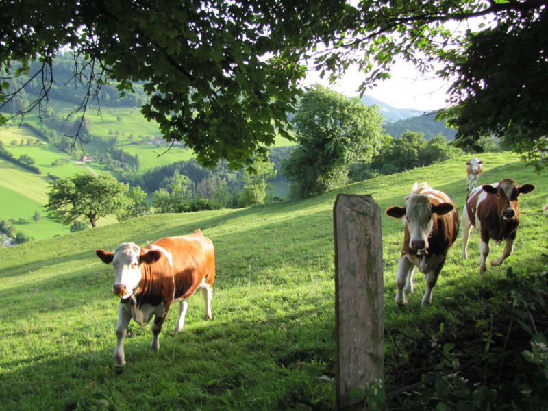 Datei:KL Weide Tradigist 07.jpg