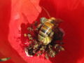 SG Mohnblüte Biene3.jpg