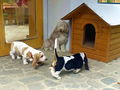 Hushpuppies und Paula 2013.jpg