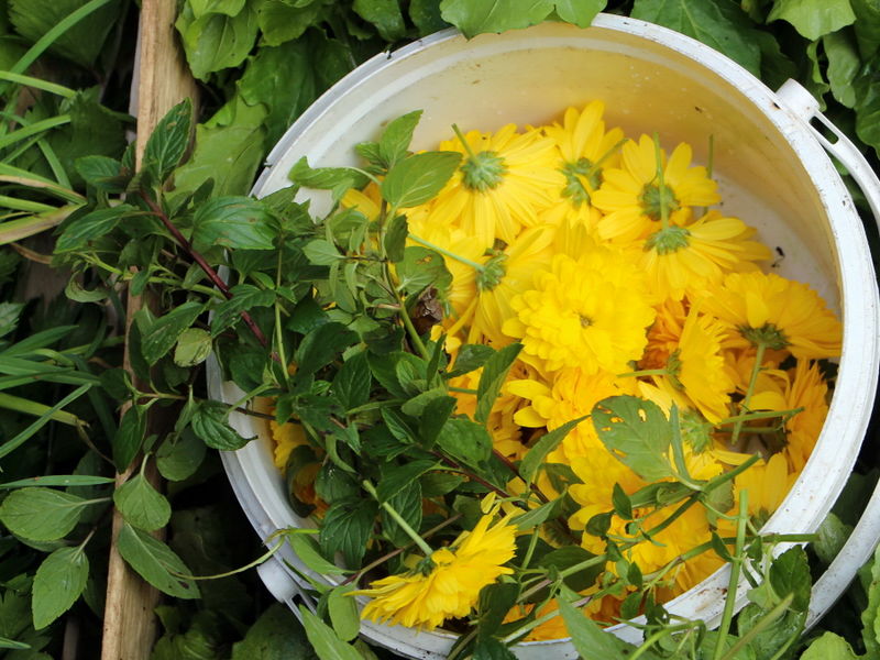 Datei:SG Blütenernte Nov.JPG