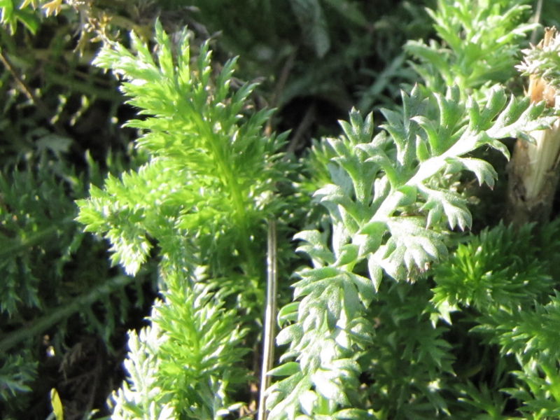 Datei:SG Schafgarbe jung.jpg