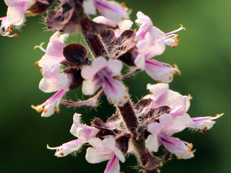 Datei:SG Strauchbasilikumblüten BB.JPG