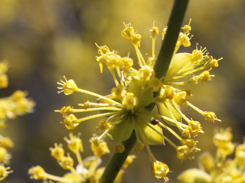 Datei:Büschel Dirndlblüte.JPG