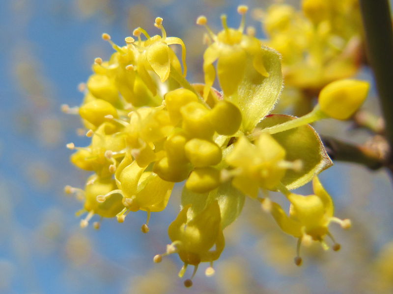 Datei:Dirndlblüte 4.jpg