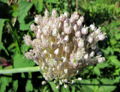 SG Alliumblüte3.jpg