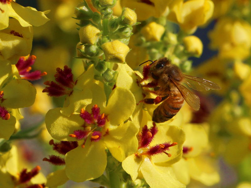 Datei:SG Königskerze Biene2.jpg