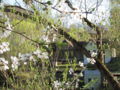 SH SG Teichbrücke Frühjahr.jpg