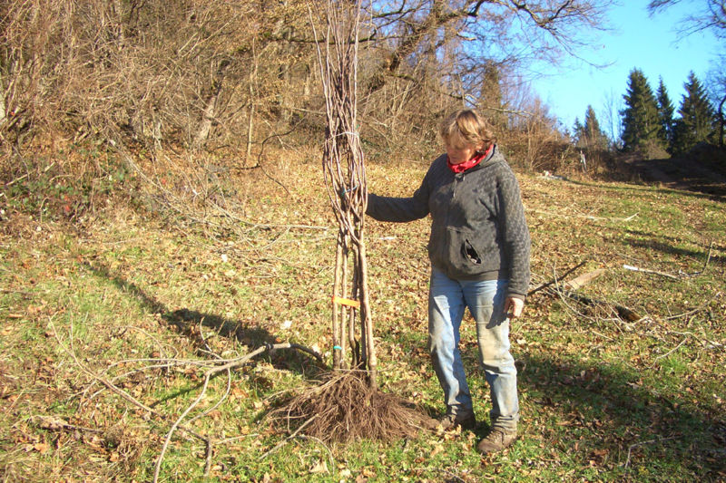 Datei:Baumpflanzung Pflanzmaterial.jpg