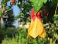 SG Blüte Abutilon.jpg