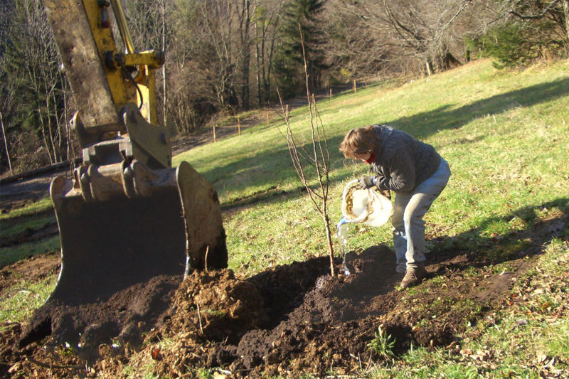 Datei:Baumpflanzung eingiessen.jpg