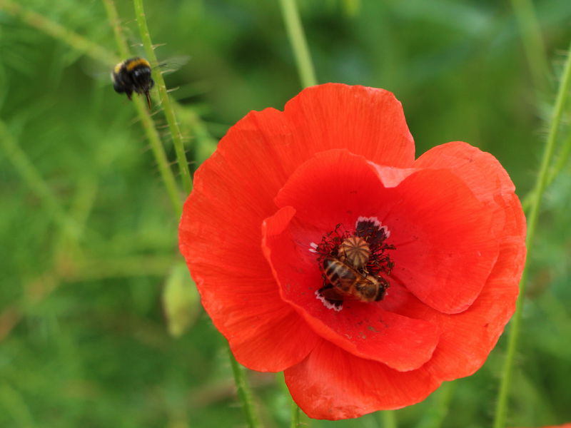 Datei:SG begehrte Mohnblüte.JPG