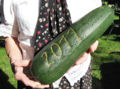 SG Zucchini mit 2011.jpg