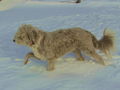 EST Paula im Schnee.jpg