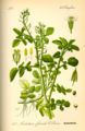Brunnenkresse (Nasturtium officinale).jpg