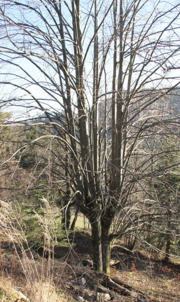 Datei:Nicht beernteter Schnoatbaum SD.jpg