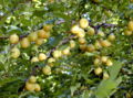 SG-Kirschpflaumen gelb.jpg