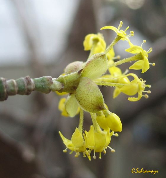 Datei:Cornus mas 080309 a.jpg