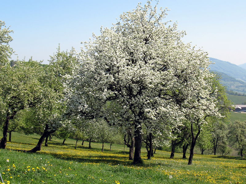Datei:Mostbaumblüte Laimboden.jpg