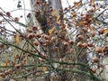 SG Asperlsn im Baum.jpg