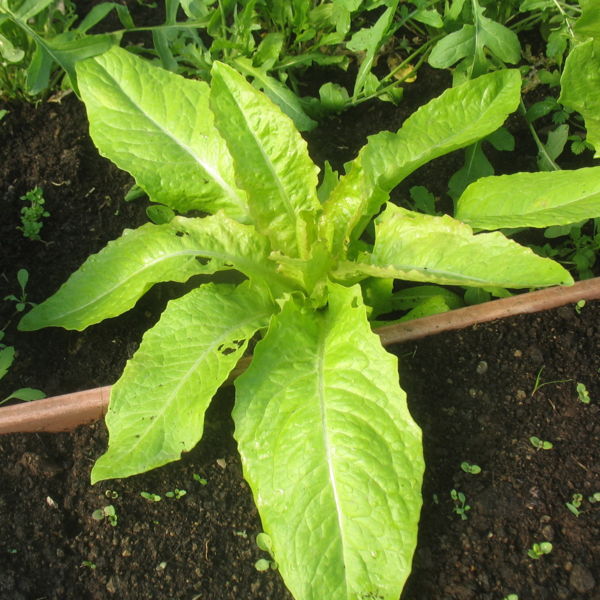 Datei:Spargelsalat April2010.jpg