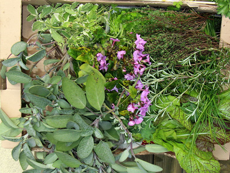 Datei:SG Würzkräuter Nov.JPG