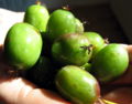 SG Kiwis auf Hand.jpg