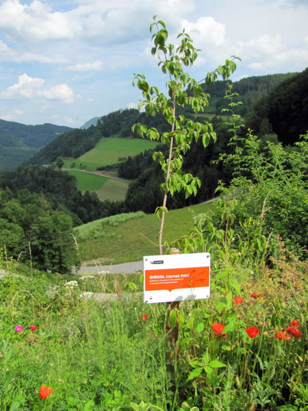 Datei:Nachhaltigkeits-Dirndl.jpg