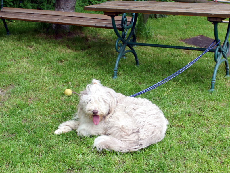 Datei:Paula bewacht Almolympiade2.jpg