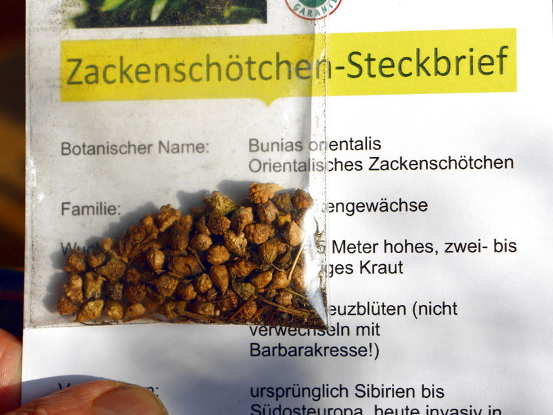 Datei:SG Zackenschötchen Samenkarte.jpg