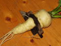 Gefangener Pastinak.jpg