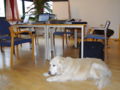 SH Seminarhund Kbgblick1.jpg