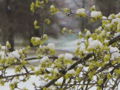 Dirndlblüte Schnee8.jpg