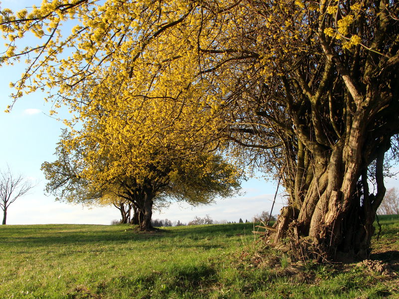 Datei:Dirndlblüte Zeuler Egger.JPG