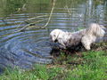 SG Wasserhund Paula.jpg