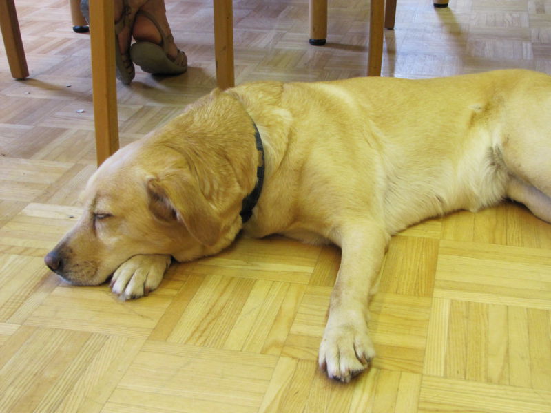Datei:SNH-Seminarhund.jpg