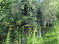 ST Naturteich Südteil.jpg