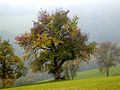 Verfärbte Birnbäume - Herbst.jpg