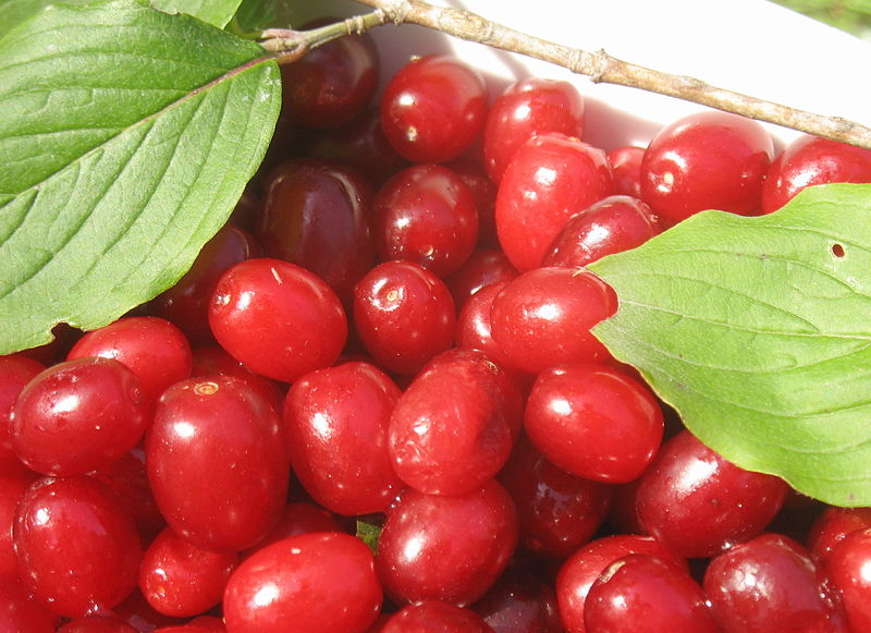 Datei:Helle Dirndln mit Blatt.jpg