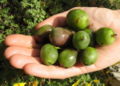Kleine Kiwi auf Hand.jpg