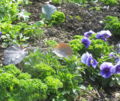 SG-Naturgarten Vielfalt.jpg