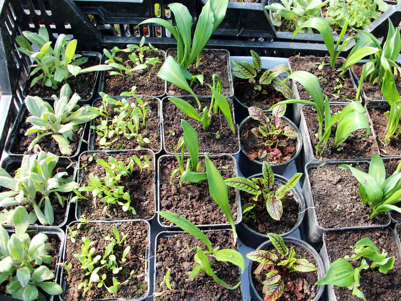 Datei:SG Jung-Pflanzen Steige.jpg