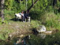 ST Idyll Hund Teich.jpg