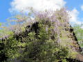 SH-Vierkanthof Blauregenblüte.jpg