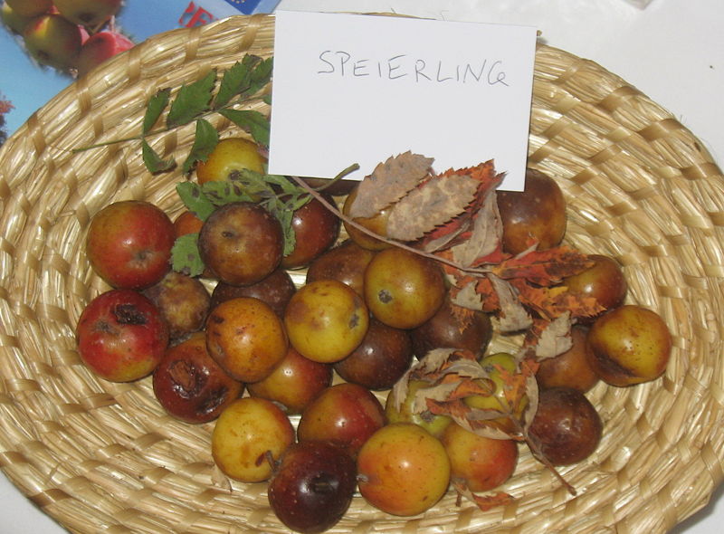 Datei:Reife Speierlinge.jpg