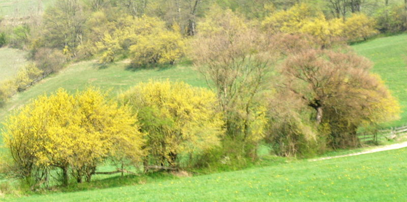 Datei:Dirndlzeiler Blüte Gansch.png