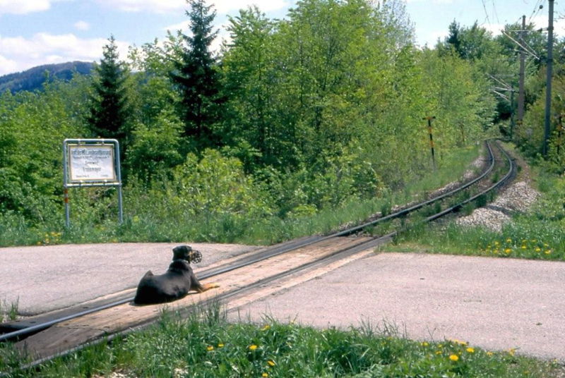 Datei:Winterbach Hund.jpg