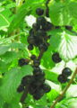 SG-Schwarze Ribisl Detail .jpg